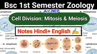 Cell Division Mitosis and Meiosis Bsc 1st Semester mitosis meiosis celldivisionbsc cellcycle [upl. by Sorcha]