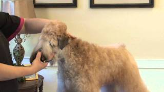 Grooming the Soft Coated Wheaten Terrier in a Show Trim Part 2 [upl. by Australia]