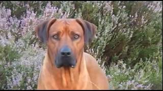 Rhodesian Ridgeback Biography part V [upl. by Esineg565]