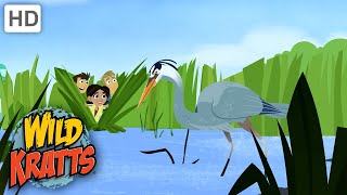 WILD KRATTS  Looking For Herons  Birds [upl. by Izmar]