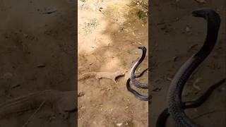 mongoose Vs cobra interesting facts [upl. by Colby]