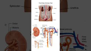 Nephron Anatomy shorts youtubeshorts [upl. by Nossaj]