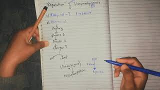 Regulation of gluconeogenesis [upl. by Ayet]