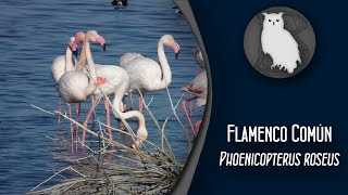 Flamenco Común Phoenicopterus roseus  Conoce las Aves Ibéricas [upl. by Ejroj536]