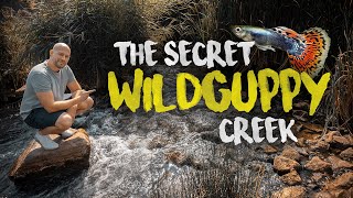 The secret WILD GUPPY CREEK  100000 guppy fish  Planted Tank [upl. by Acyre]