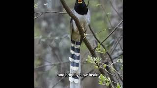 Meet the Yellow Billed Blue Mapie Natures Noisy Beauty [upl. by Blisse]