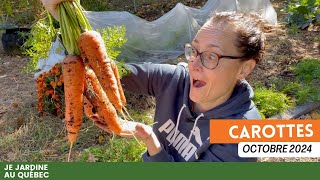 Des Carottes Fraîches à la MiOctobre  Suivezmoi dans Mon Jardin [upl. by Avlem765]