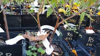 Fall Plant Sale Brambleberry Farm Plant Inventory November 1st 2024 [upl. by Esinehs]