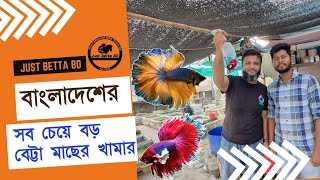 Farm Visit Just Betta Bd Roman Akash ।। One of the Biggest Betta breeder in Bangladesh।। BettaFarm [upl. by Bert960]