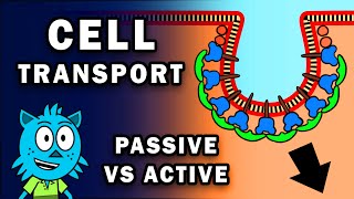 CELL TRANSPORT PASSIVE AND ACTIVE [upl. by Nanek]