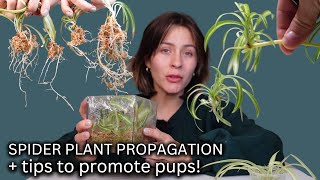 How To Propagate Spider Plants the Correct way from Start to Finish COMPLETE PROCESS [upl. by Laural333]