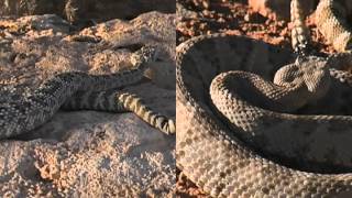 Identifying Clark County Rattlesnakes [upl. by Eusadnilem]