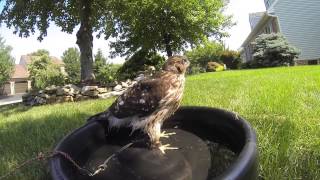 Falconry THE COOPERS HAWK [upl. by Noonberg]