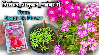 Phlox Star बीज अकतूबर मे लगाएं WITH FLOWER UPDATE  Phlox Flower Plant From Seeds [upl. by Cerallua619]