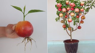 How to grow Apple tree from apple fruit for beginners [upl. by Berky]