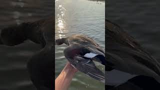 Gadwall duck duckhunter subscribe me 🦆🦆☪️🇵🇰 duckhunt [upl. by Quartis]