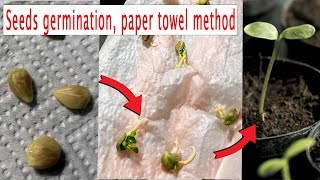 How to germinate citrus seeds kumquat bonsai from seed [upl. by Roux]