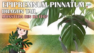 EPIPREMNUM PINNATUM  DRAGON TAIL INFO AND HALAMAN TIPS TAGALOG ANIMATION [upl. by Haimirej]