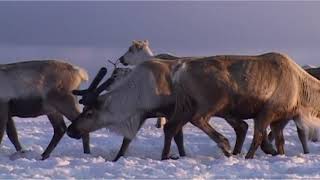 🦌 The Cairngorm Reindeer Herd  Four Seasons in Eight Minutes 🦌 [upl. by Reagen275]