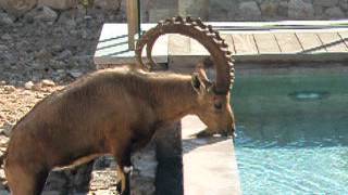 Nubian Ibex comes to drink at Breishit hotel [upl. by Qulllon792]