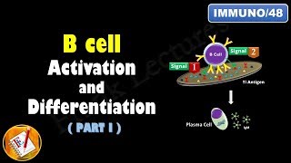 B cell Activation and Differentiation PART 1 T Independent Activation FLImmuno48 [upl. by Ragg]