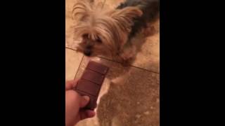 Feeding my dog chocolate [upl. by Ozzie837]