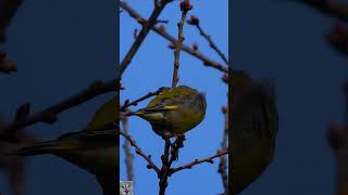 Greenfinch call song Grønnfink sang Grünfink gesang Groenling geluid Dzwoniec śpiew shorts p1000 [upl. by Yenruoj217]