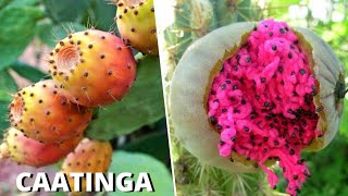 10 Frutas Brasileiras Nativas da CAATINGA Mais INCRÍVEIS e CURIOSAS [upl. by Swann]