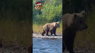 A young Bear at the side of the river in Alaska  Animal Deep Dive Story [upl. by Hayidah616]