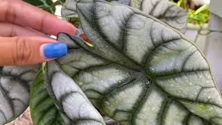 alocasia silver dragon blooming  bulb propagation [upl. by Rexford]