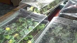 Indoor Plant Seedlings and Propagation Cuttings Tour [upl. by Orlov]