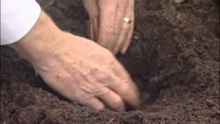 How to plant up bare rooted Iris from Mr Fothergills [upl. by Juna]