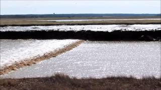 The Tidal Bore in Moncton  Riverview [upl. by Maggie]