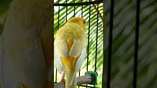 canaries singing  canario belga  canary training  yellow canary  canary birds shorts birds [upl. by Otcefrep171]