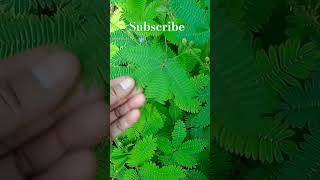 Kaise lagaye chui mui ka plantseeds touch me plants amazingfacts plant [upl. by Barnebas]