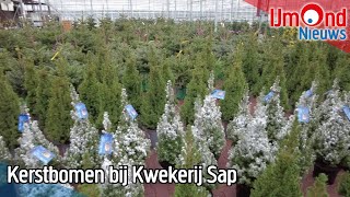 Kerstbomen bij Kwekerij Sap [upl. by Neih]