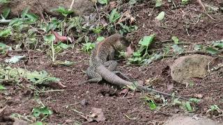 Mating of the Amazon racerunner Ameiva praesignis Squamata Teiidae in Panama [upl. by Nelan]