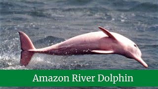 Amazon River Dolphin  Amazon Pink River Dolphin Facts  Amazon River Dolphin Habitat [upl. by Esiocnarf881]