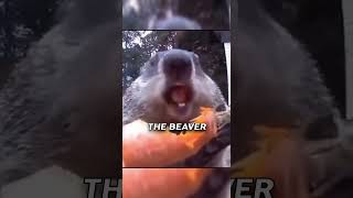 Gardener Gets Trolled by Beaver😂 [upl. by Paulette175]