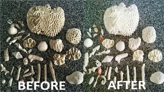 How to Make Corals White [upl. by Aneeuqal]