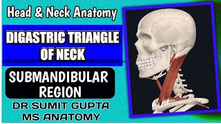 DIGASTRIC TRIANGLE  Anatomy [upl. by Ikcin]