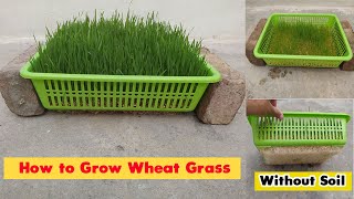 How to Grow Wheatgrass at Home Without Soil [upl. by Allets]