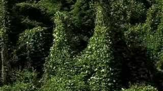 Kudzu [upl. by Yasmeen]