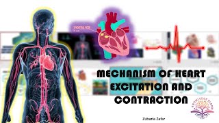 Mechanism of Heart Excitation and Contraction  SinoAtrial Node  AV Node  Biology Class 11 [upl. by Wade]