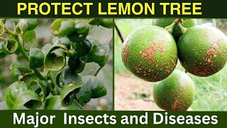 Control Lemon Insects and DiseasesLemon Leaf Curl [upl. by Thielen]