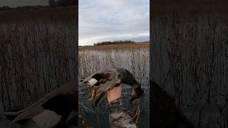 STUD Drake GADWALL 🔥 duckhunt publicduckhunting duck kansas redhead gadwall hunting [upl. by Anagrom99]