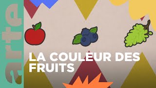 Doù vient la couleur des fruits   Vos questions 💡  ARTE Family [upl. by Stringer]