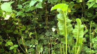 FEMALE LARGE WHITE BUTTERFLY LAYING EGGS [upl. by Aivekahs]