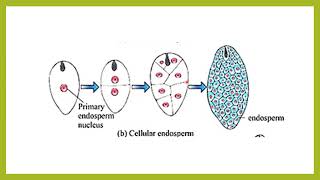 Endosperm development भ्रूणपोष विकास [upl. by Sitoiganap722]