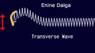 enine ve boyuna dalgalar transverse wave vs longitudinal wave [upl. by Maidie167]